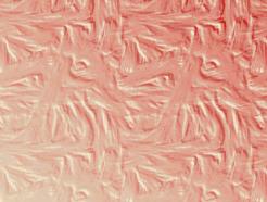 Brush Strokes 